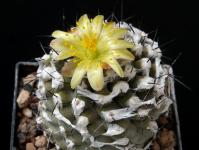 Thumbnail of 0026_Copiapoa barquitensis_20160529(1).JPG